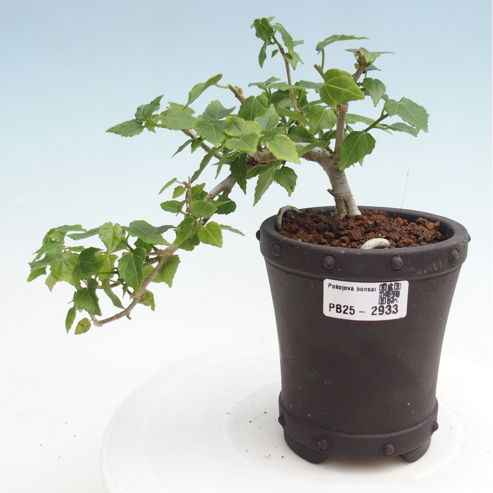 Zimmerbonsai - Malvaviscus arboreus - holziger Hibiskus