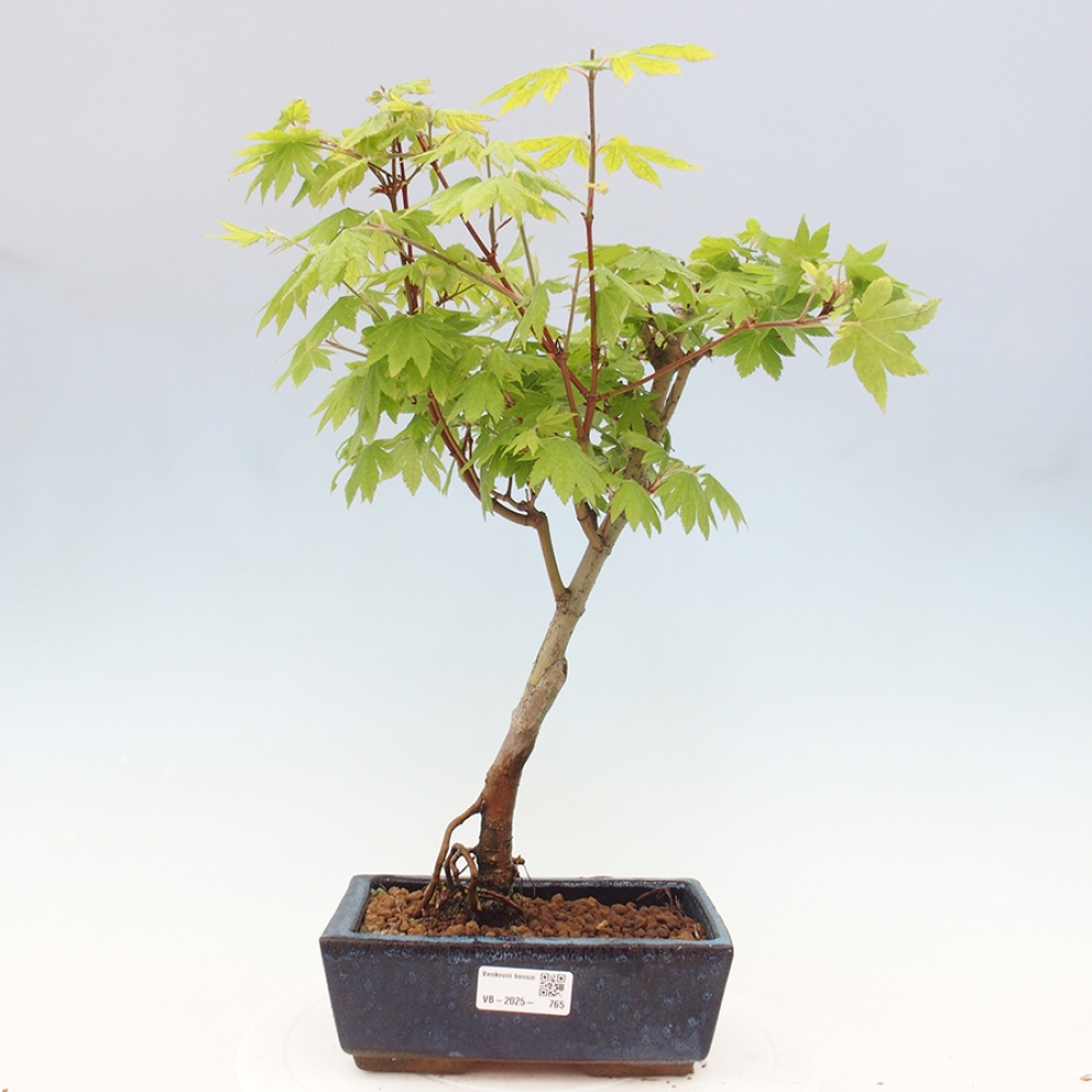 Bonsai im Freien - Ahorn palmatum katsura GISAN - Ahorn palmat