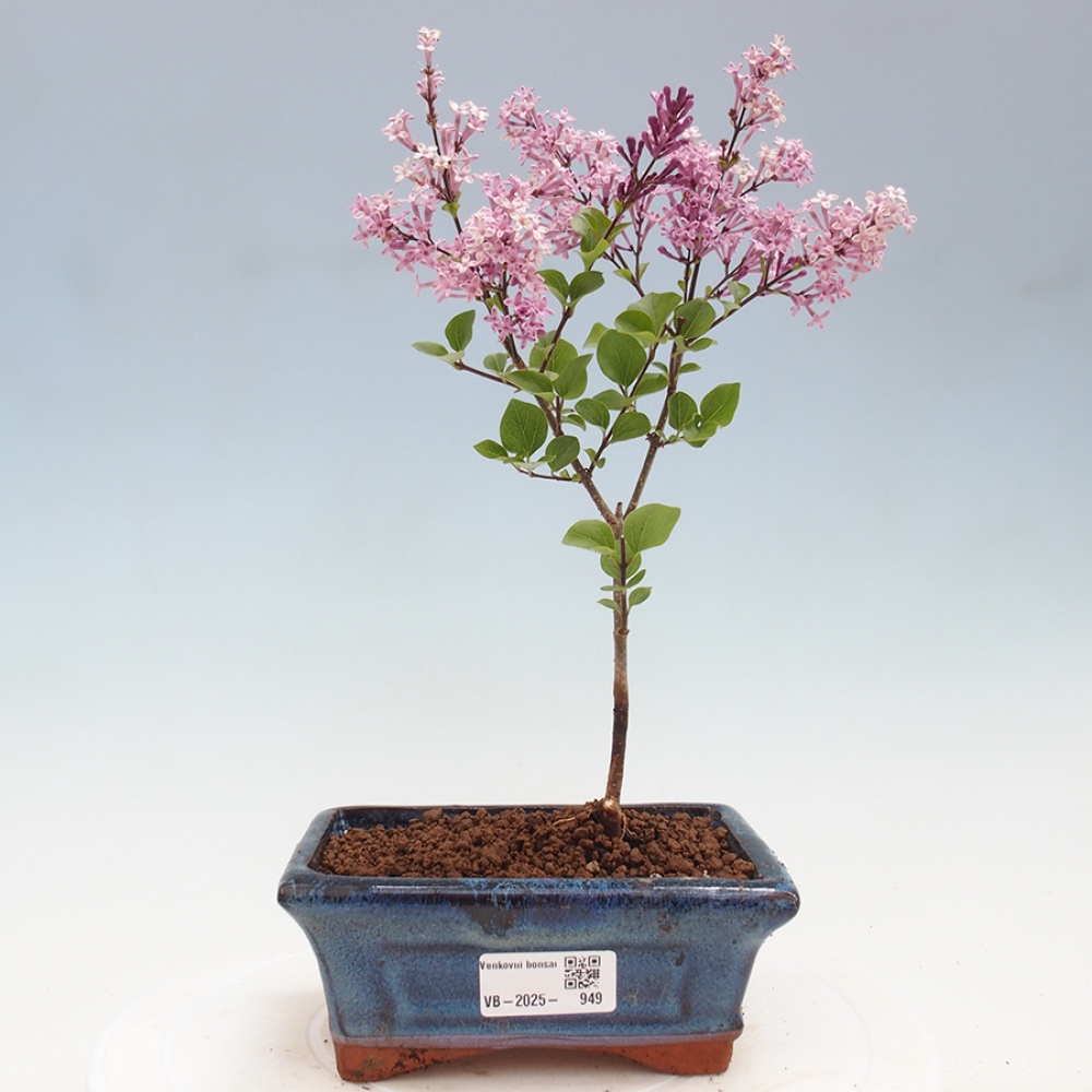 Bonsai im Freien – Syringa Meyeri Palibin – Meyers Flieder