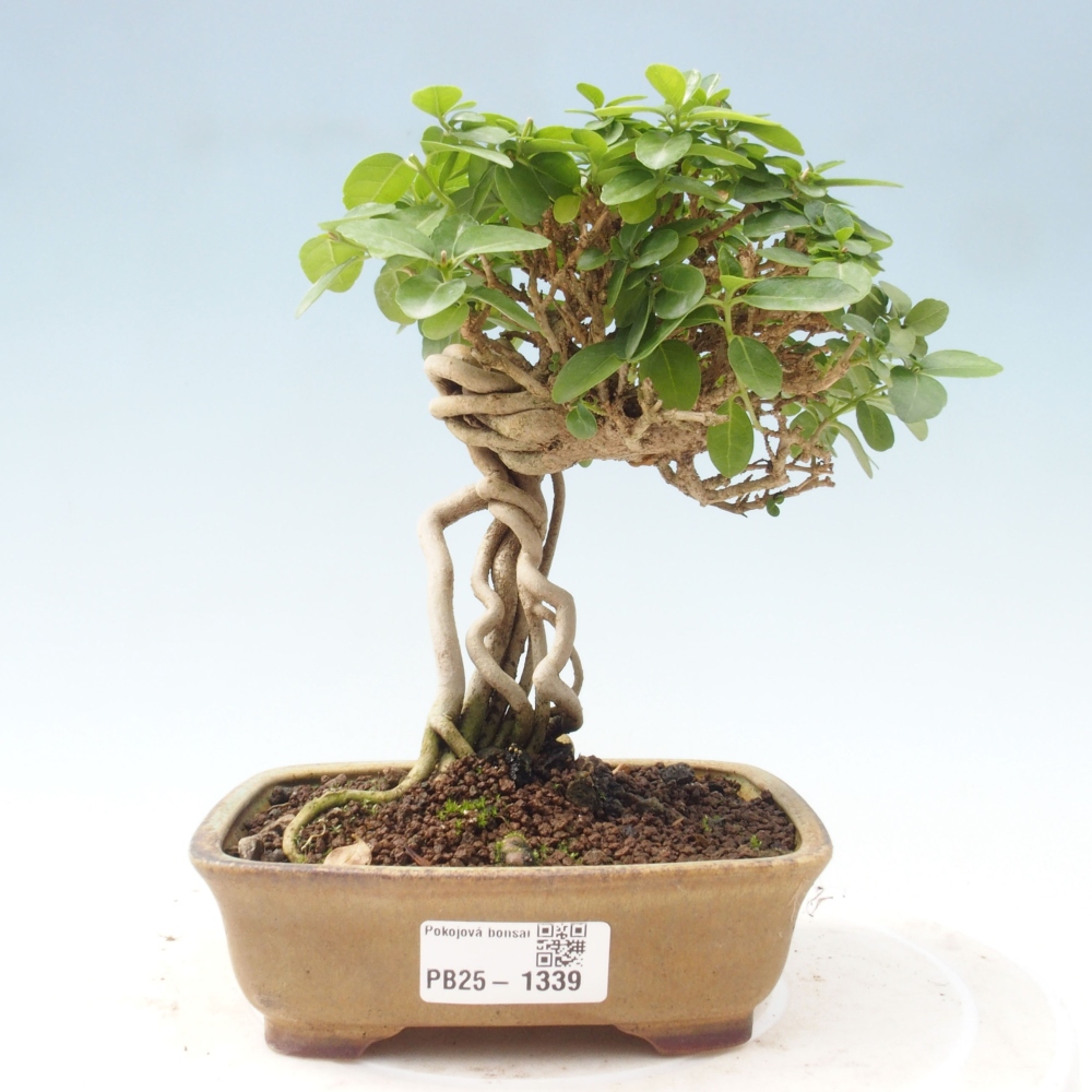 Zimmerbonsai - Premna serratifolia - Kozlovon kleinblättrig