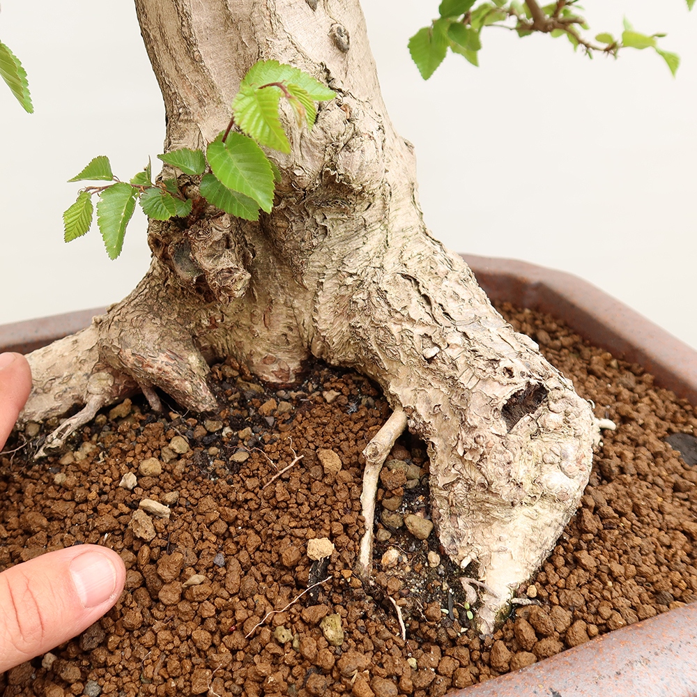 Bonsai im Freien - Carpinus Coreana - Koreanische Hainbuche