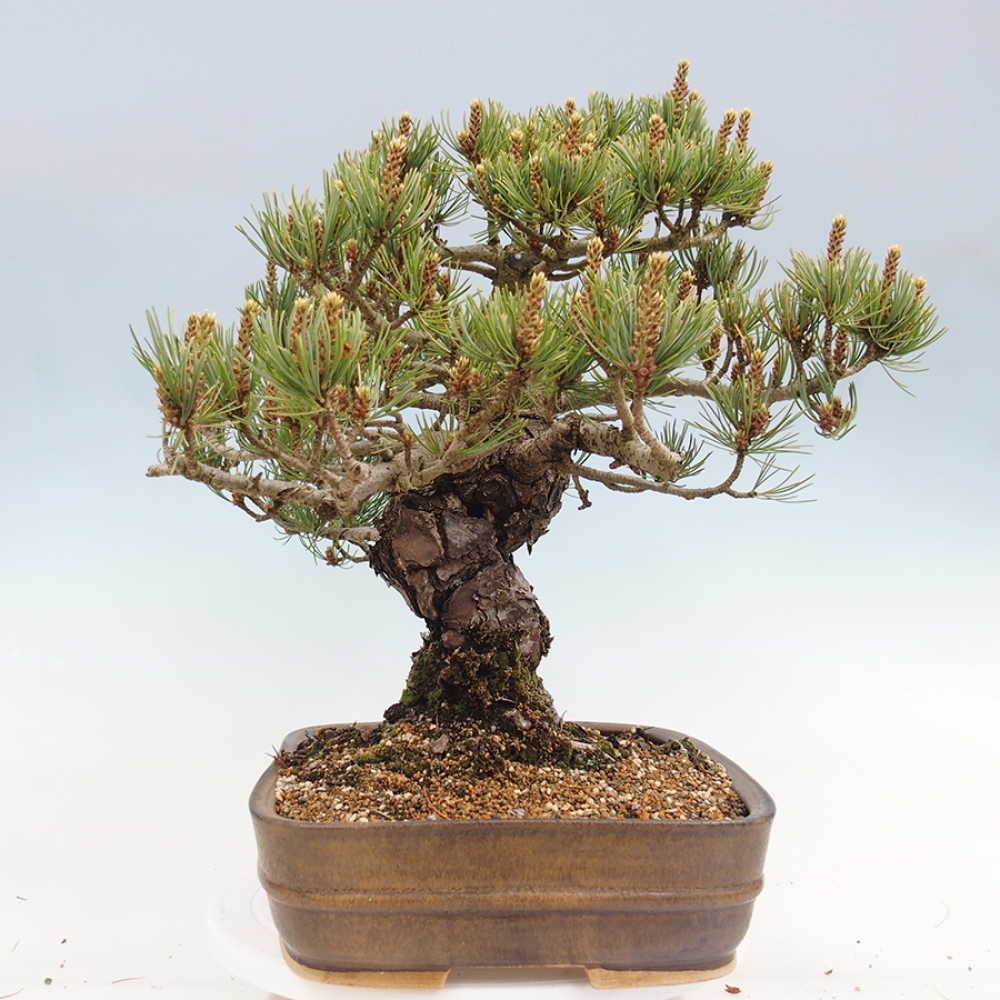 Bonsai für draußen - Pinus parviflora - Pinus parviflora