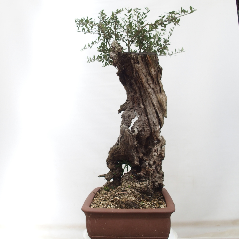 Indoor-Bonsai - Olea europaea sylvestris - Europäisches kleinblättriges Olivenöl