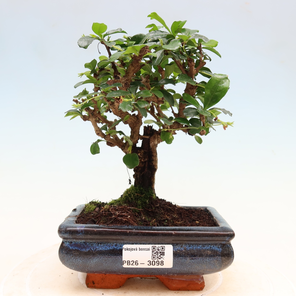 Zimmer-Bonsai - Carmona macrophylla - Tee-Fuki