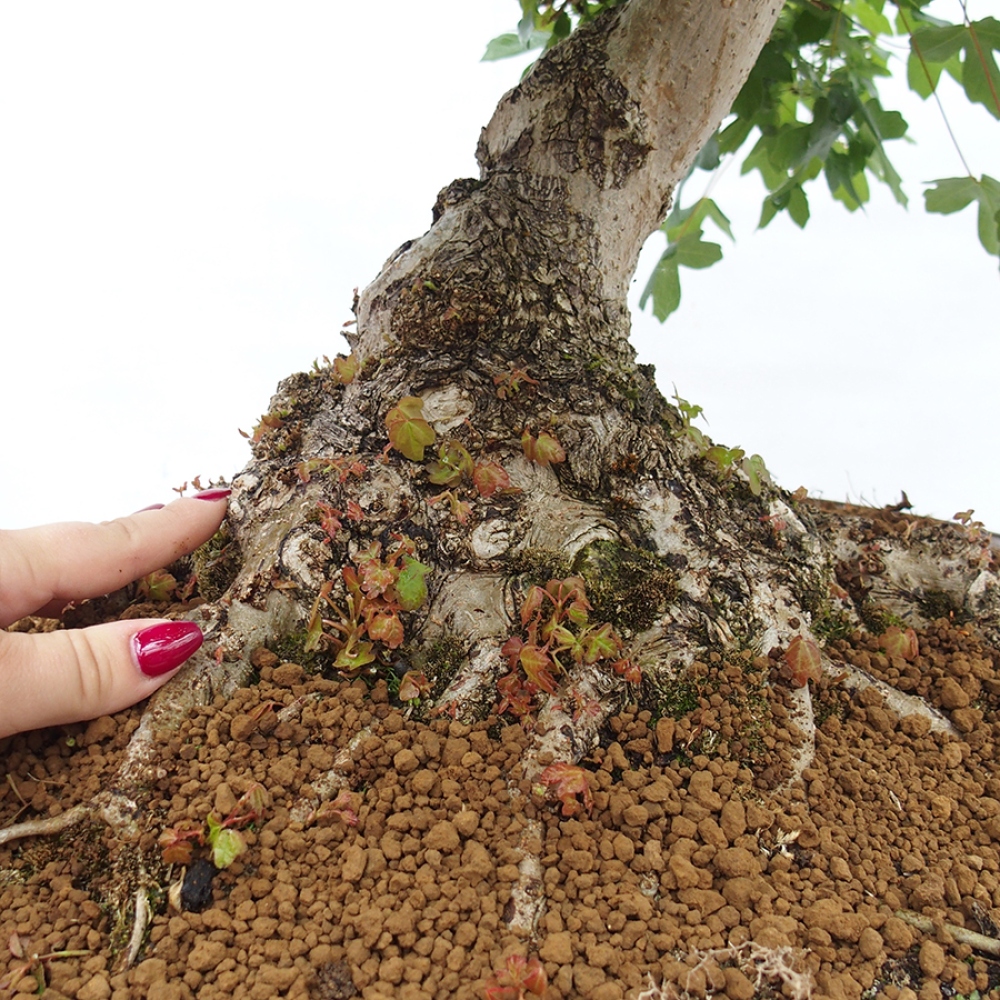 Bonsai im Freien - Französischer Ahorn - Acer Nonspessulanum
