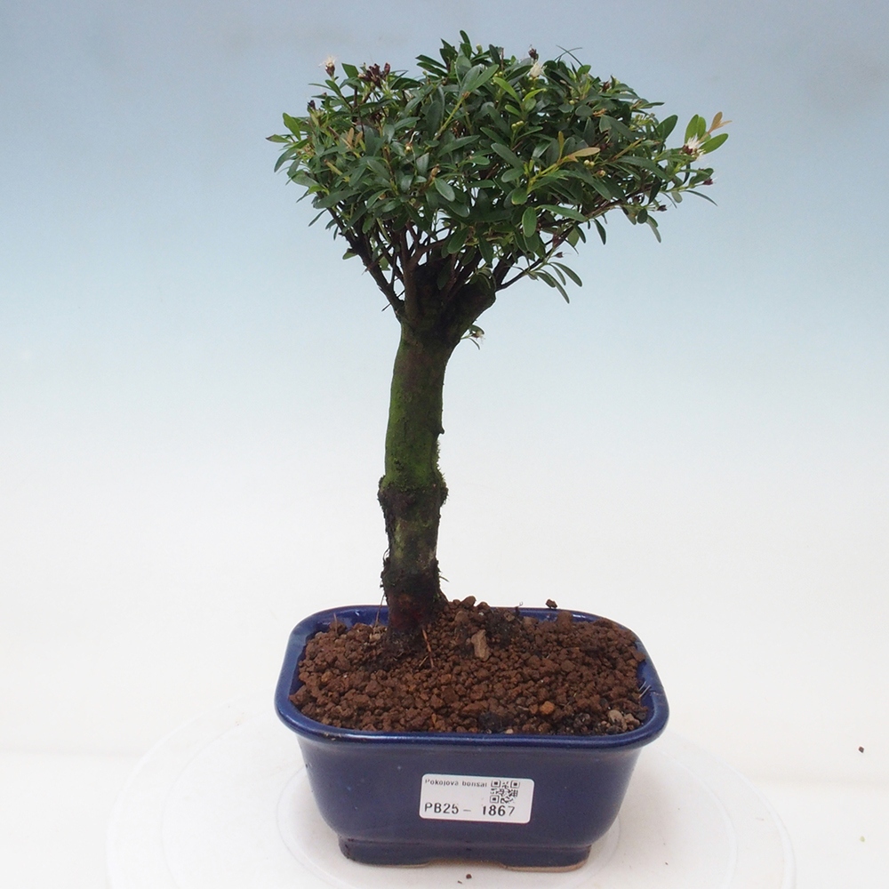 Zimmer Bonsai - Syzygium - Pimentovník