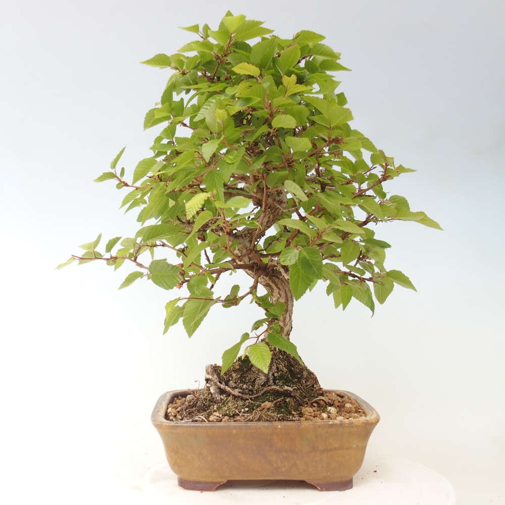 Bonsai für draußen -Carpinus CARPINOIDES - Koreanische Hainbuche