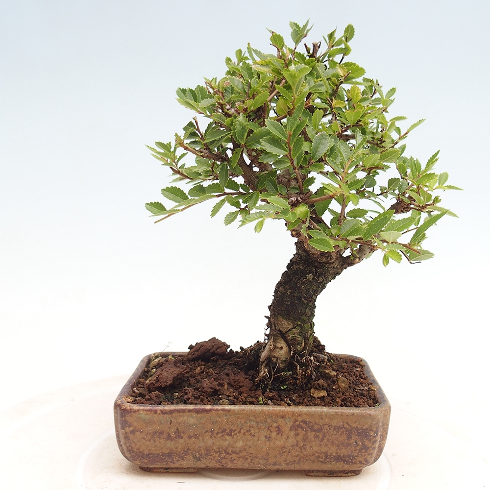 Bonsai im Freien - Zelkova - Zelkova NIRE