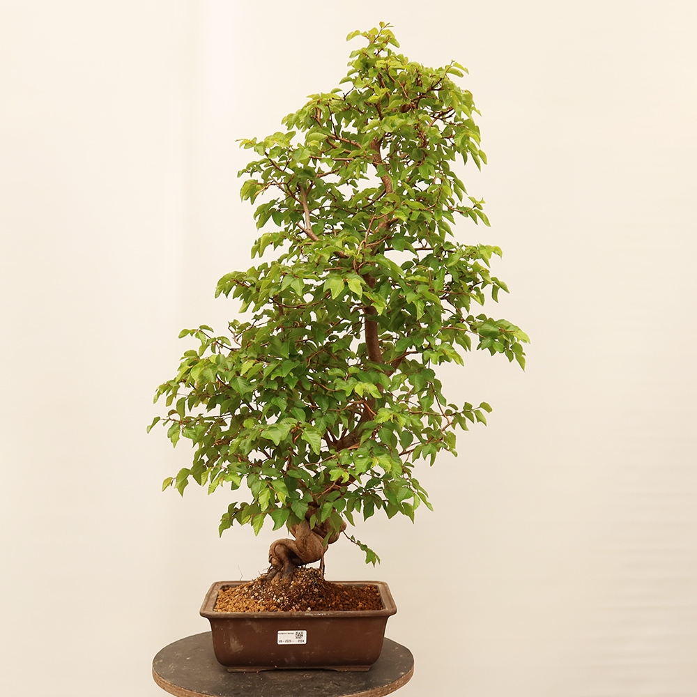 Bonsai im Freien - Carpinus Coreana - Koreanische Hainbuche