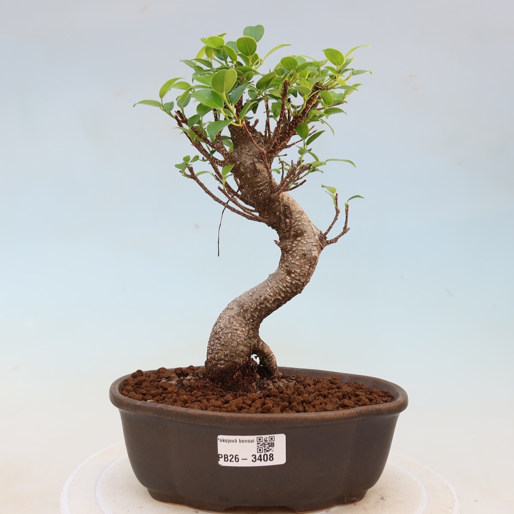 Zimmerbonsai - Ficus kimmen - Kleinblättriger Ficus