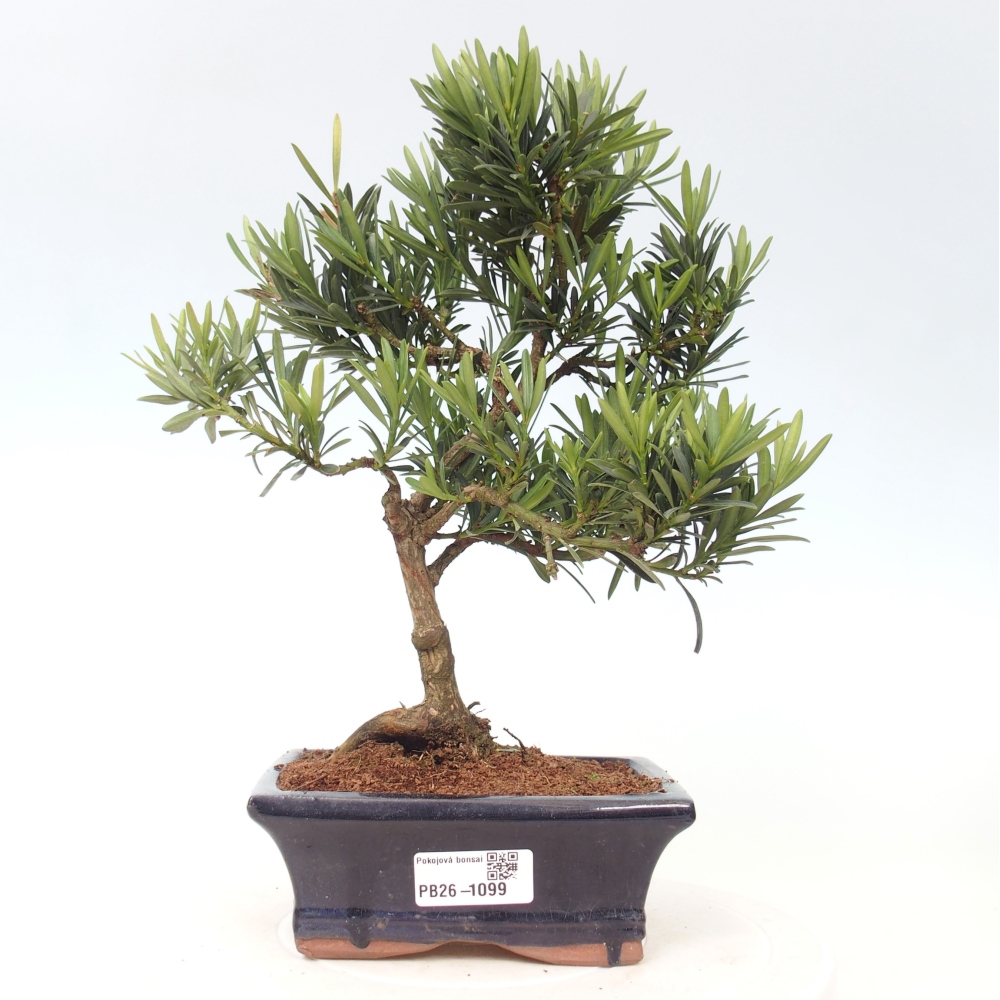 Zimmerbonsai - Podocarpus - Stein-Eibe