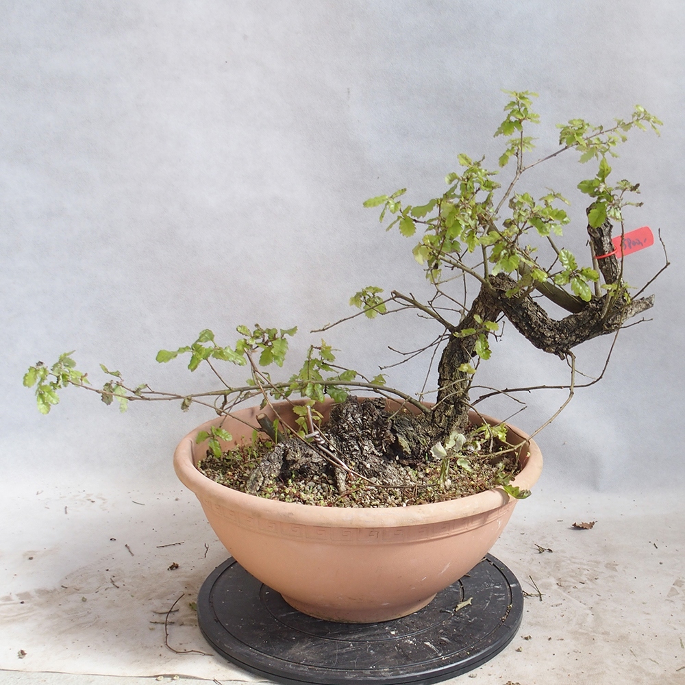 Freilandbonsai Quercus Cerris - Eiche Cer