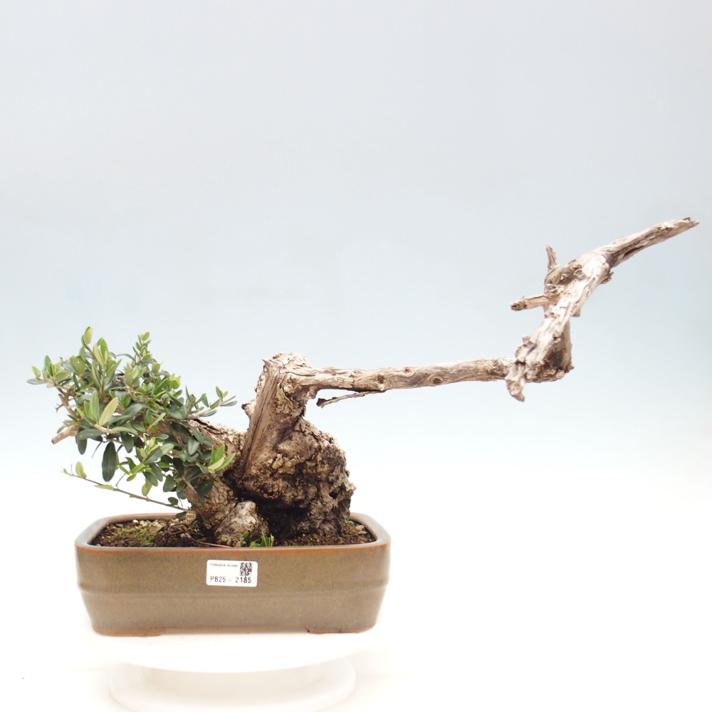 Indoor-Bonsai - Olea europaea sylvestris - Europäisches kleinblättriges Olivenöl