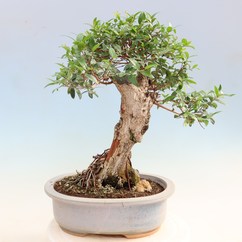 Zimmer Bonsai - Myrtus communis - Myrte