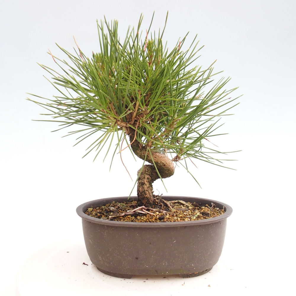 Bonsai im Freien - Pinus thunbergii - Thunbergia-Kiefer