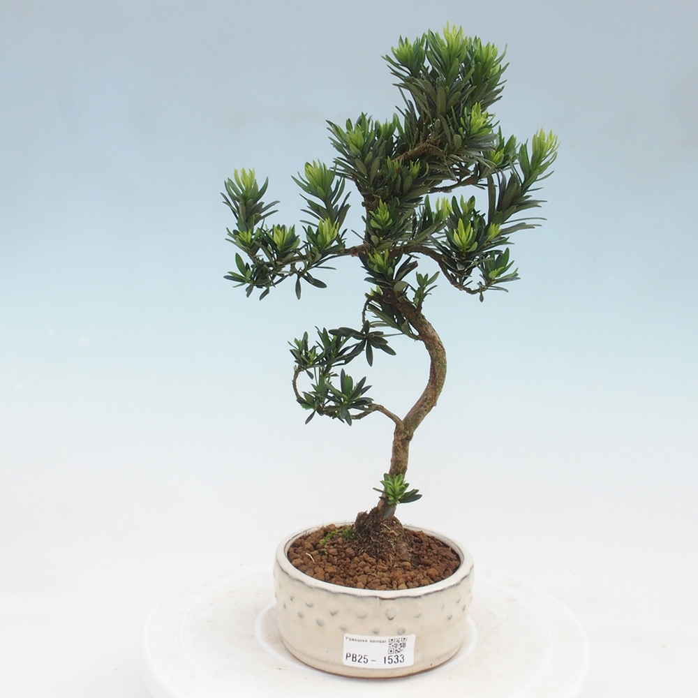 Indoor-Bonsai - Podocarpus - Stein tausend
