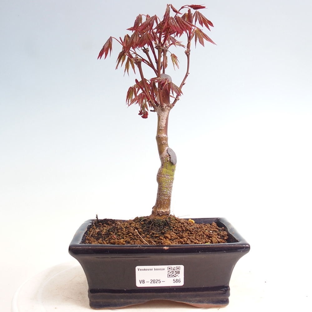 Bonsai im Freien - Acer-Palme. Atropurpureum-Palmenblatt-Ahorn