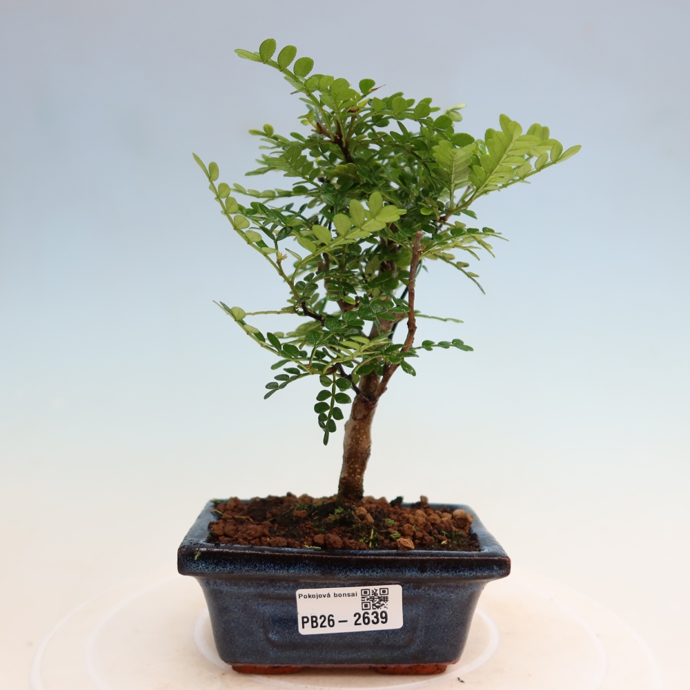 Zimmer Bonsai - Zantoxylum piperitum - Pfefferbaum
