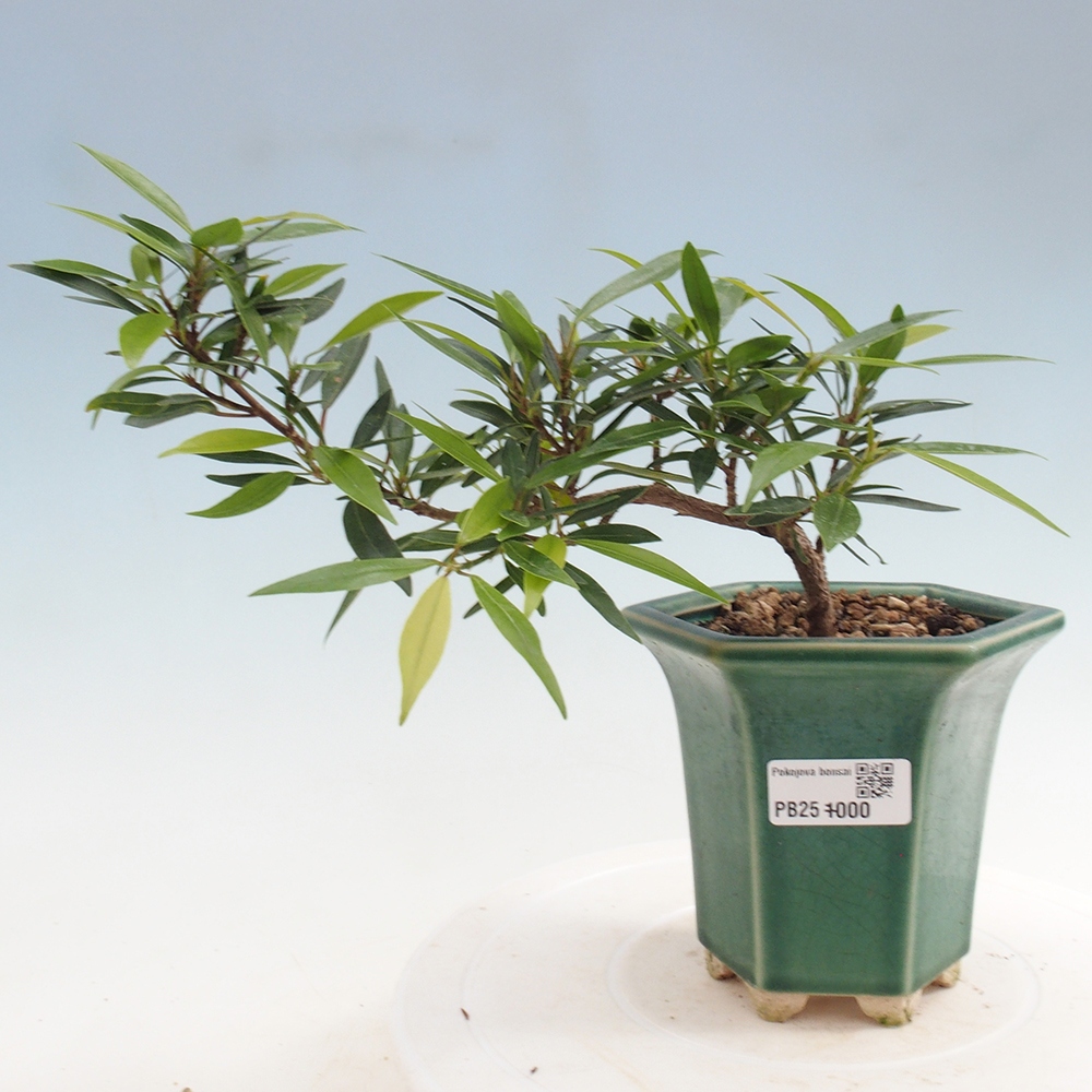 Zimmerbonsai - Ficus nerifolia - kleinblättriger Ficus