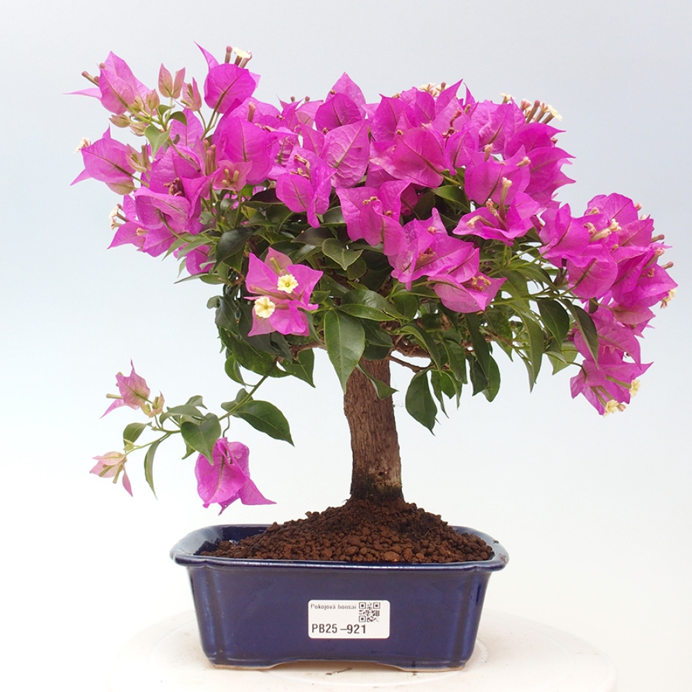 Indoor Bonsai - Bouganwilea