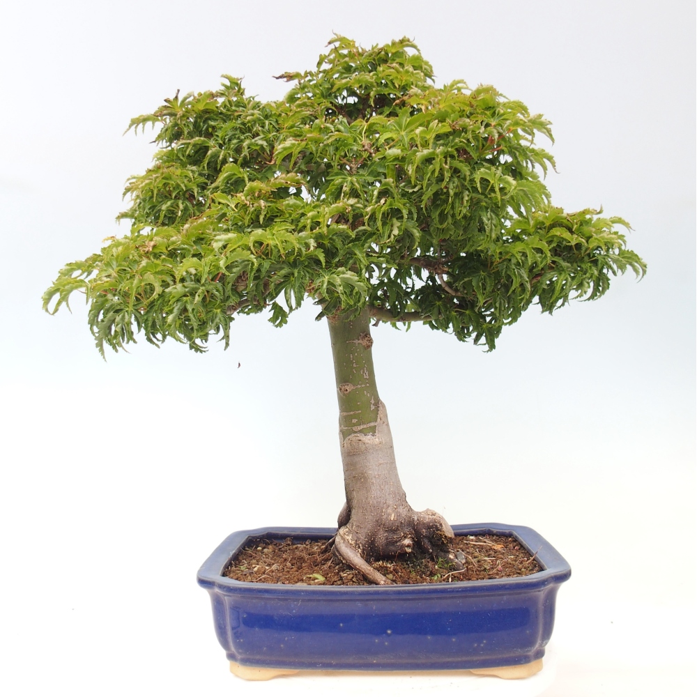 Bonsai für draußen -Javor-Palme Acer palmatum Shishigashira