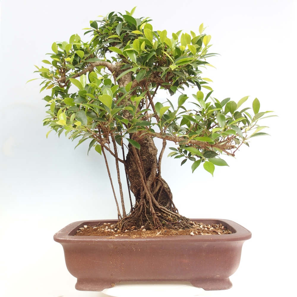 Zimmerbonsai - Ficus kimmen - kleinblättriger Ficus - NUR PERSÖNLICHE ABHOLUNG oder Palettentransport