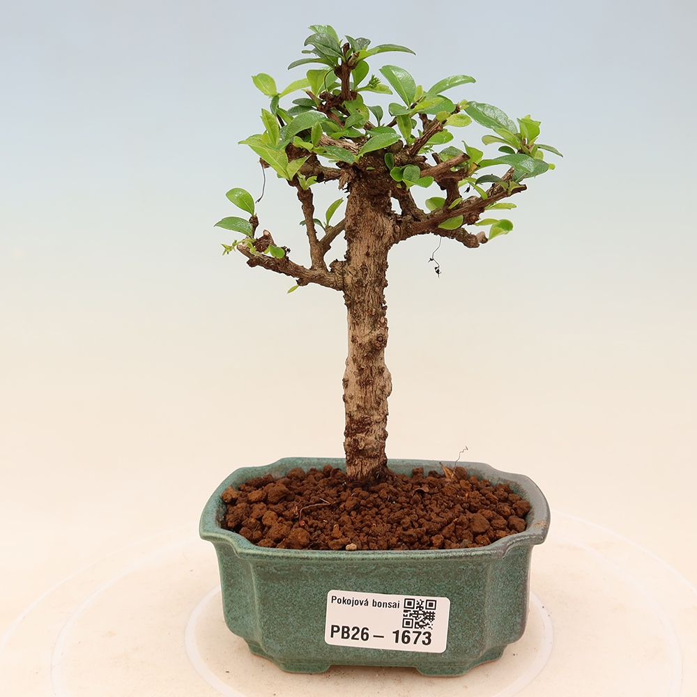 Zimmer-Bonsai - Carmona macrophylla - Tee-Fuki