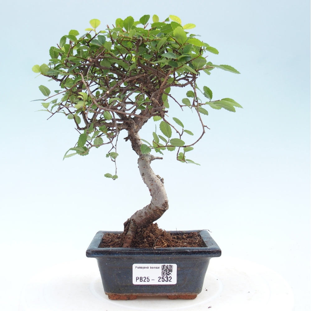 Indoor Bonsai - Ulmus parvifolia - Kleine Blattulme