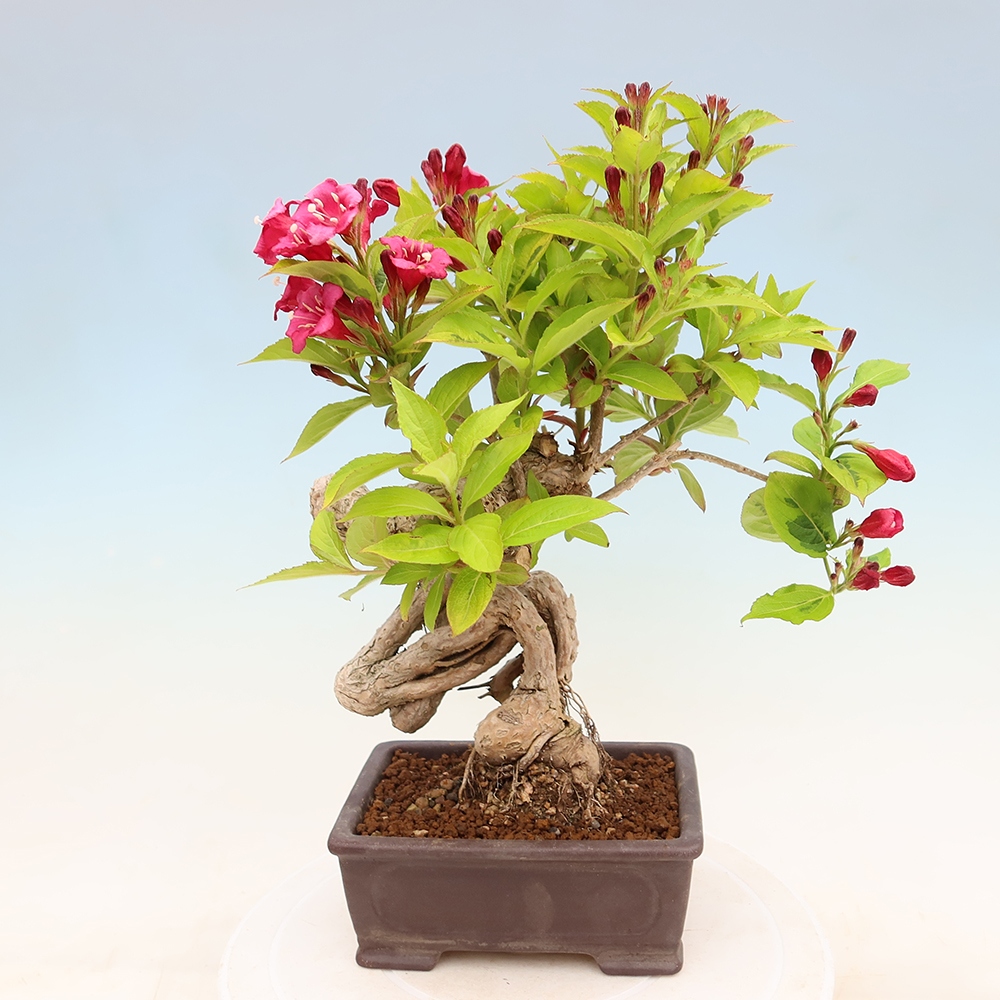 Freiland-Bonsai – Weigela subsessilis – Koreanische Weigela