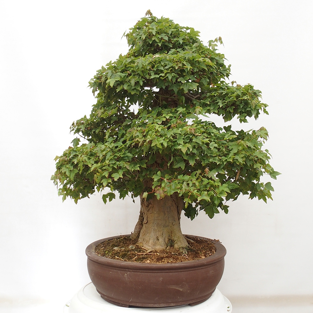 Bonsai im Freien - Ahorn Buergerianum - Burger Maple