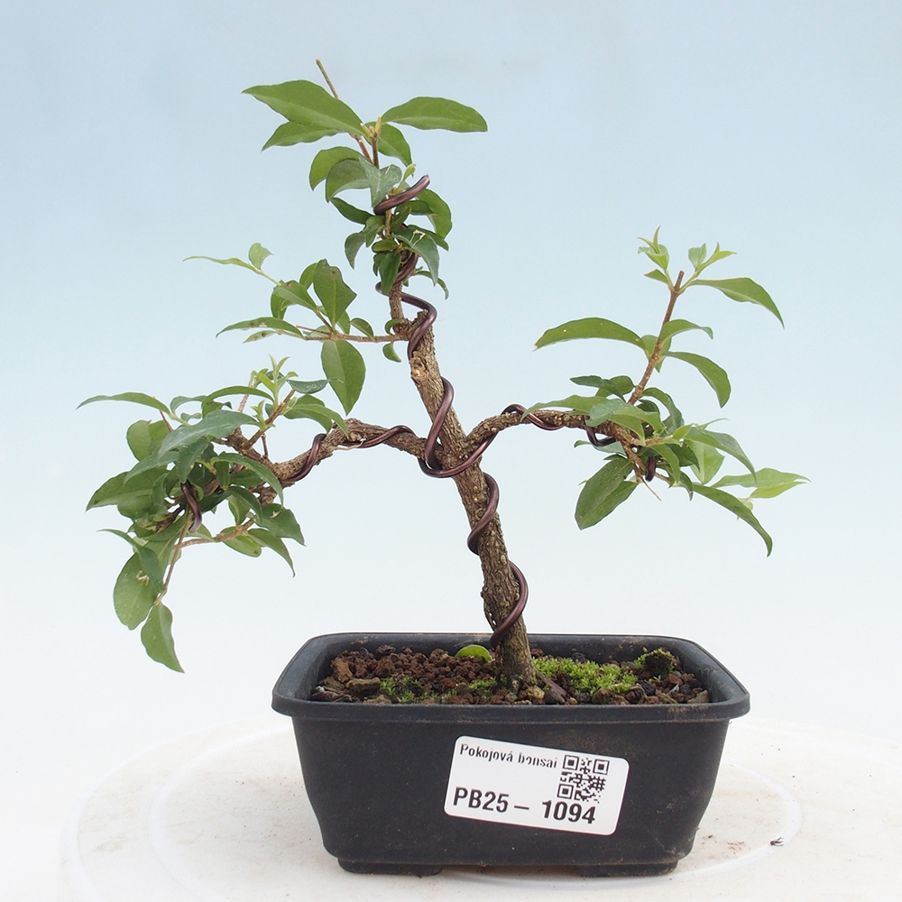 Zimmerbonsai - Malpighia coccigera - Barbdor-Kirsche