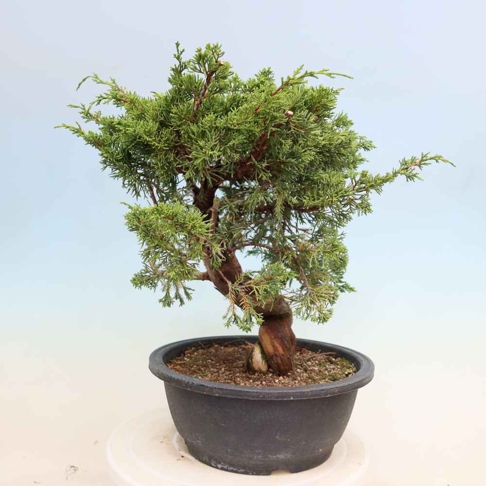 Bonsai für draußen - Juniperus chinensis Itoigawa-Juniperus chinensis