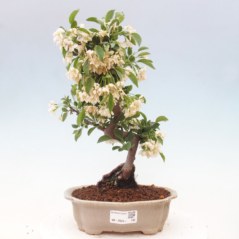 Freilandbonsai - Malus sargentii - Kleinfruchtiger Apfelbaum