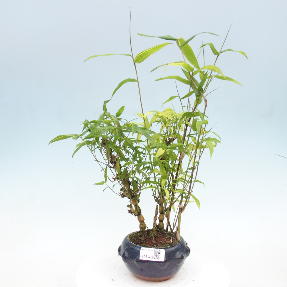 Zimmer Bonsai - Bambus budha-Bambus budha bauch