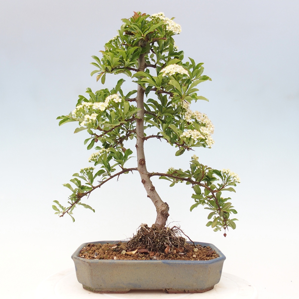 Outdoor Bonsai-Pyracanta Teton -Bäckerei