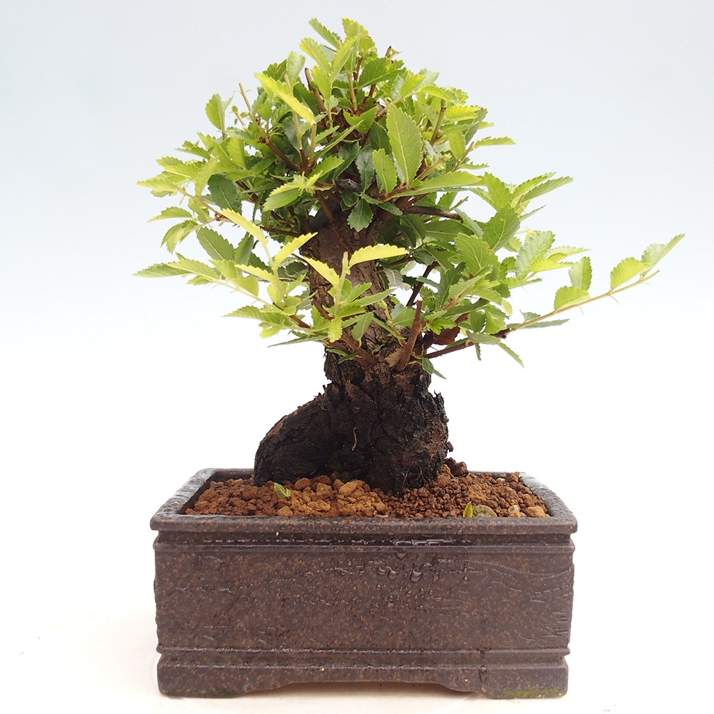 Bonsai im Freien - Zelkova - Zelkova NIRE