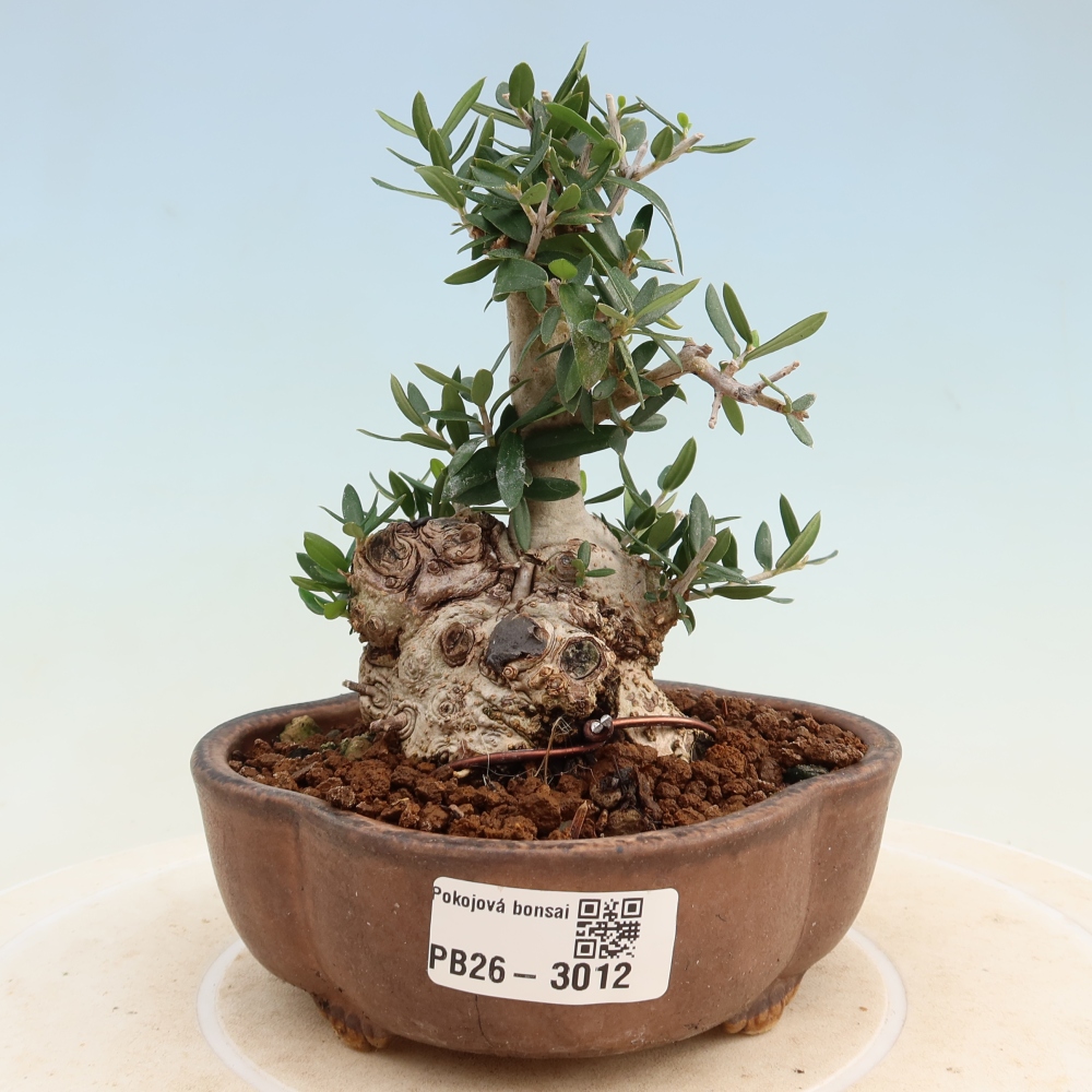 Zimmerbonsai - Olea europaea sylvestris