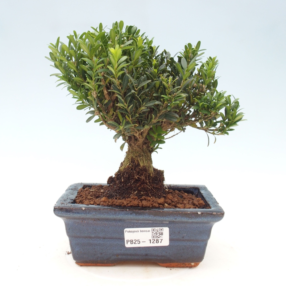 Zimmerbonsai - Buxus harlandii - Korkbuchsbaum