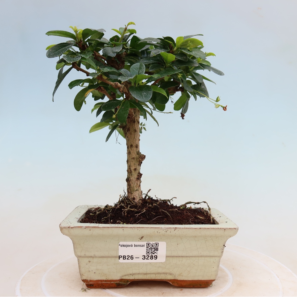Zimmer-Bonsai - Carmona macrophylla - Tee-Fuki
