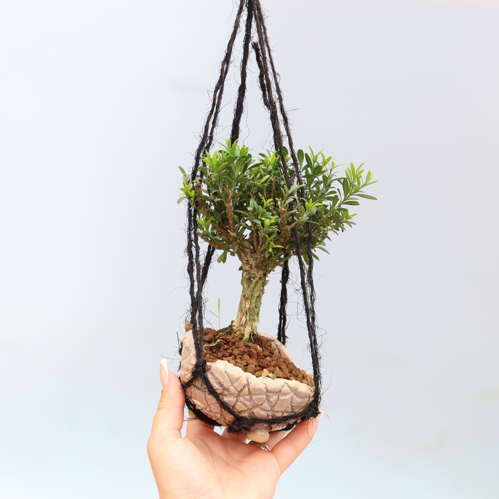 Kokedama in Keramik – Buxus harlandii – Korkbuchsbaum