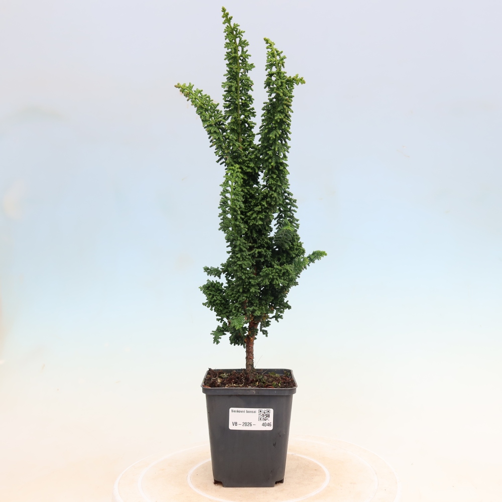 Bonsai für draußen - Cham. obtusa SEKKA HINOKI - Zypresse