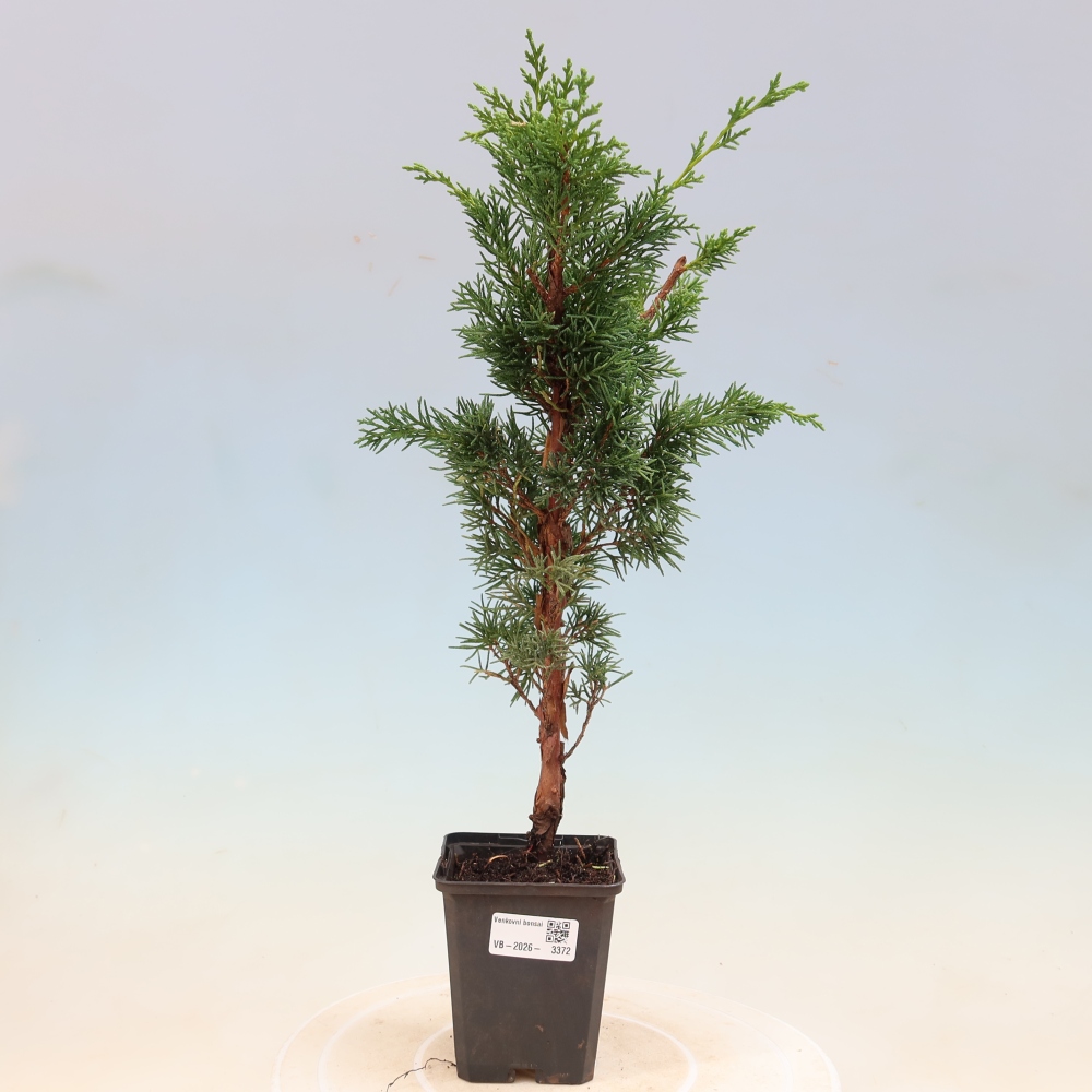 Bonsai für draußen - Juniperus chinensis Kishu