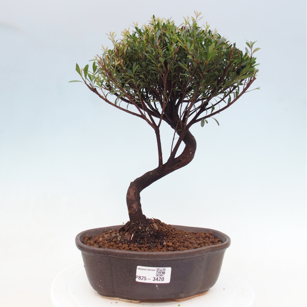 Zimmer Bonsai - Syzygium - Piment