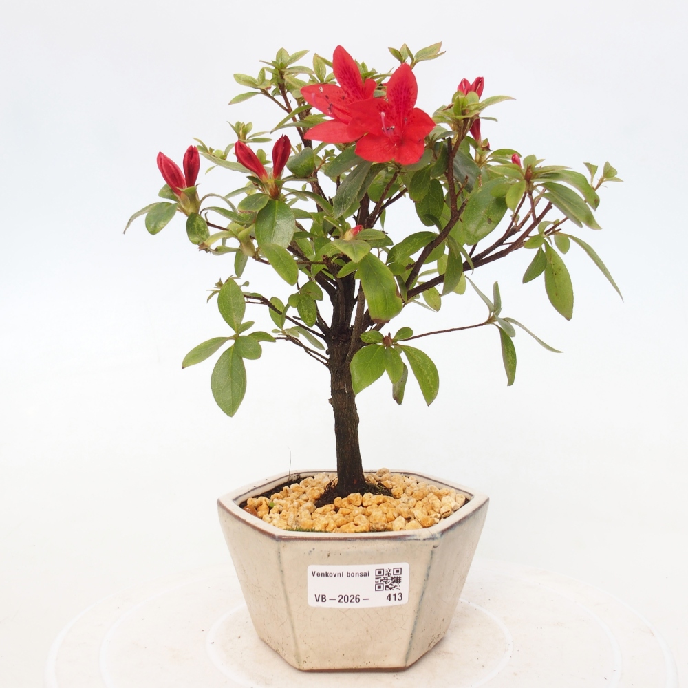 Bonsai für draußen - Japanische Azalee - Azalea sp.