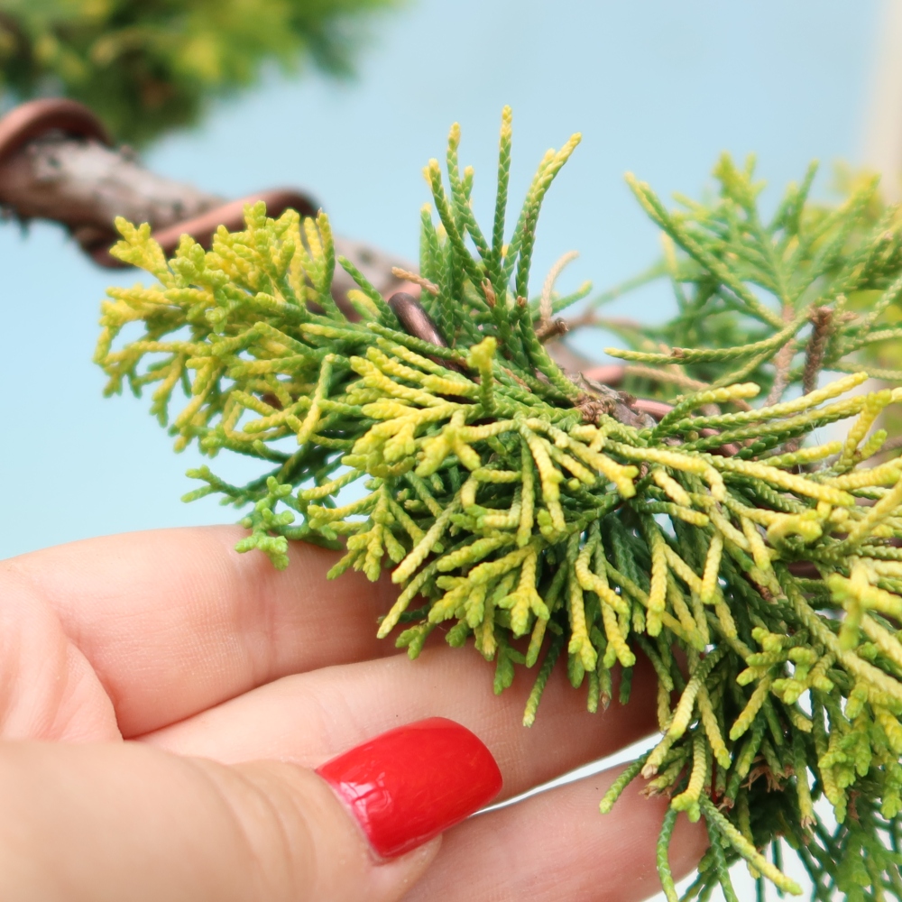 Bonsai für den Außenbereich – Juniperus chinensis  aurea – Chinesischer Goldwacholder