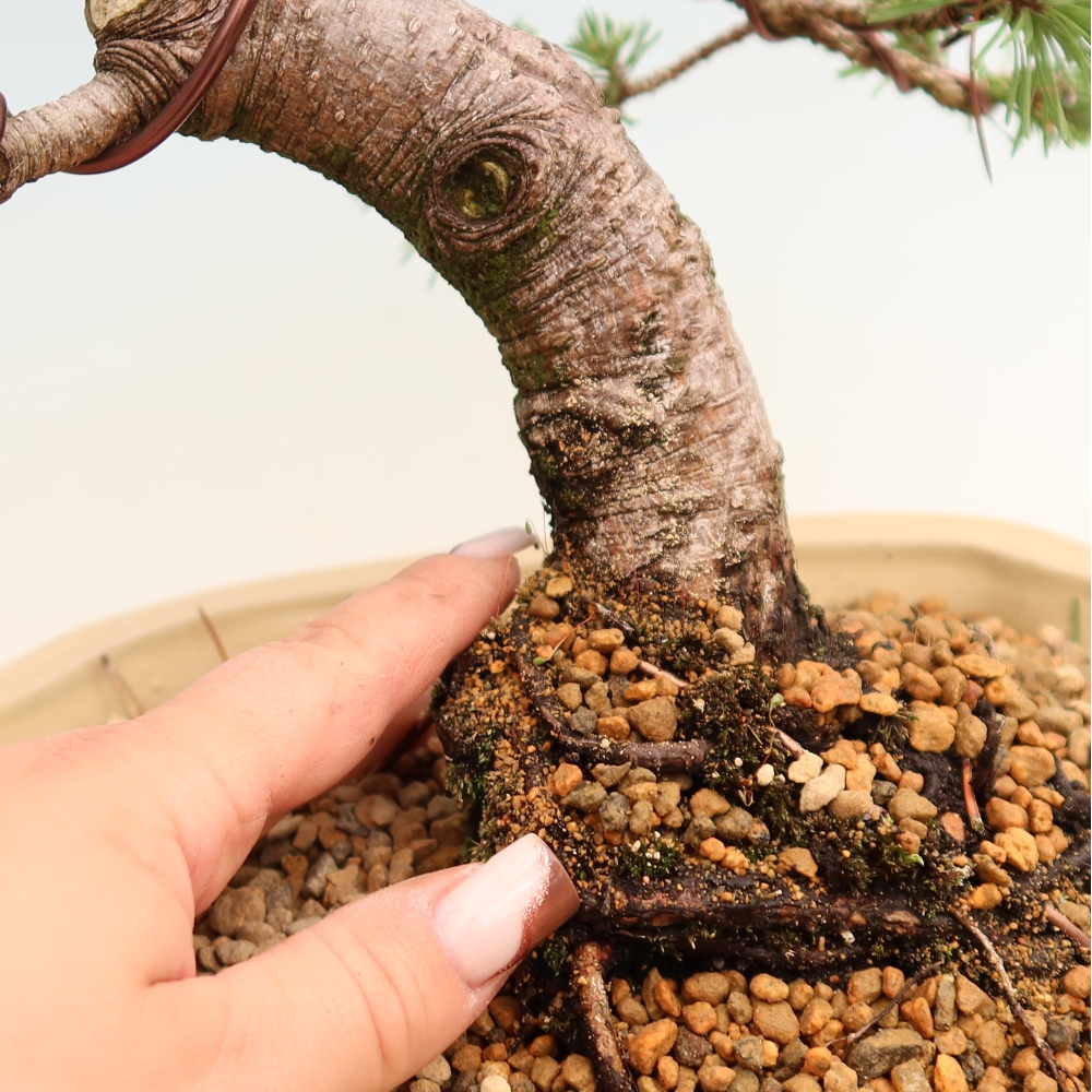 Bonsai für den Außenbereich – Pinus mugo „Humpy“ – Zwergkiefer