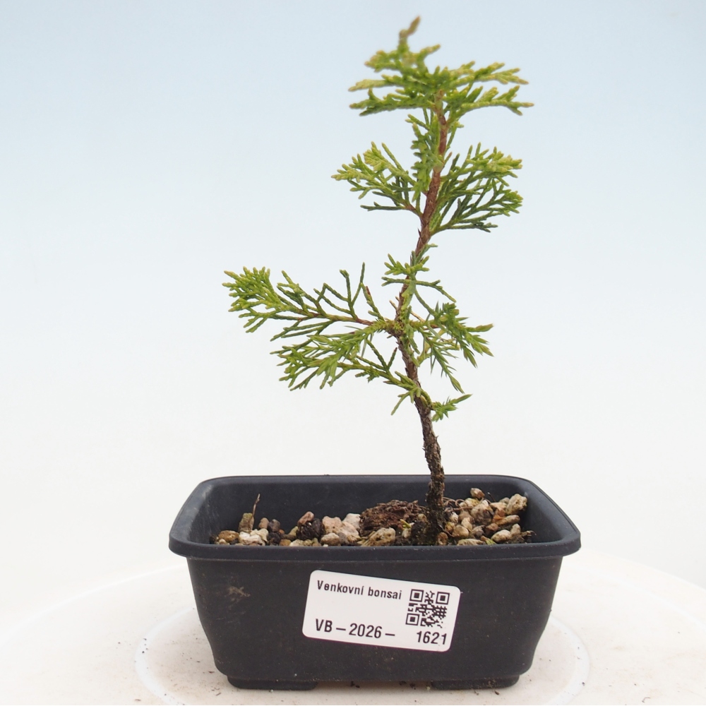 Bonsai für draußen - Juniperus chinensis Itoigawa