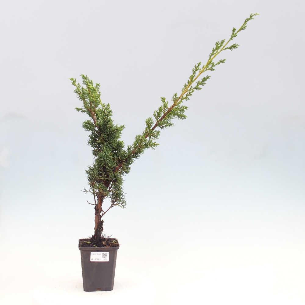 Bonsai für draußen - Juniperus chinensis Kishu