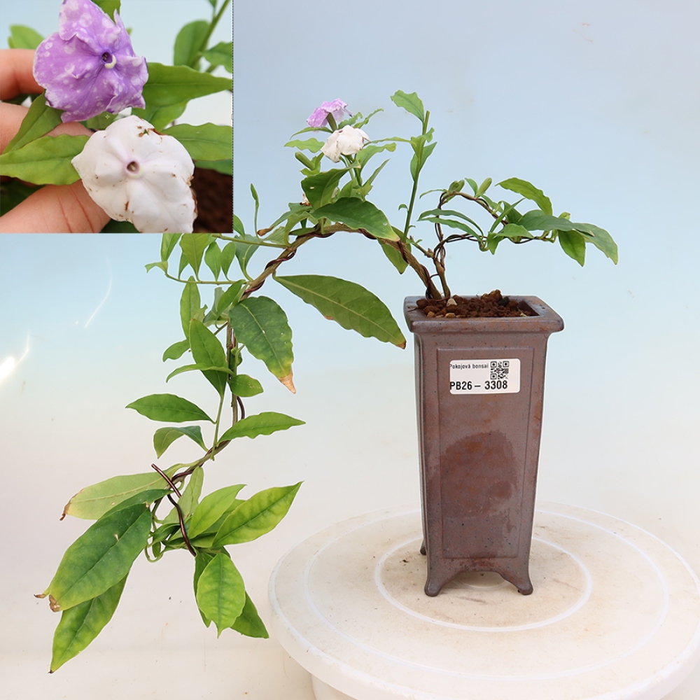 Zimmerbonsai – Costa-Jasmin – Brunfelsia