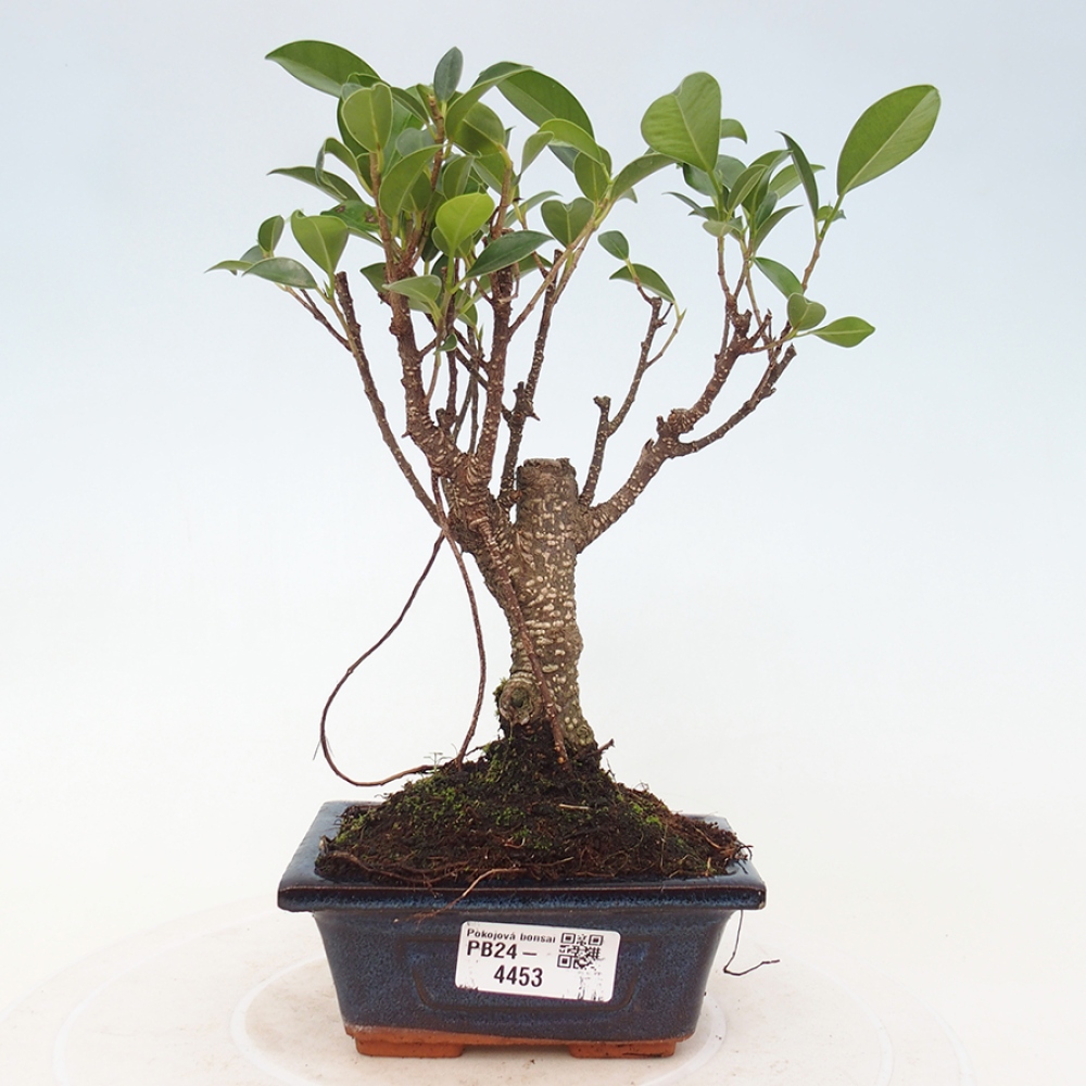 Zimmerbonsai - Kleinblättriger Ficus - Ficus kimmen